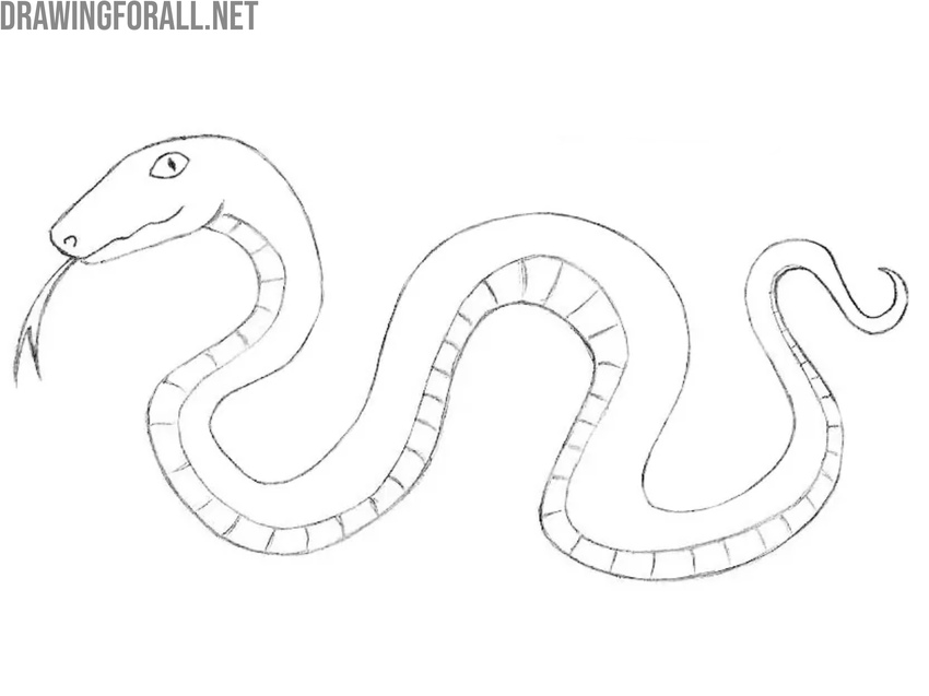 Draw the pattern on the cartoon snake