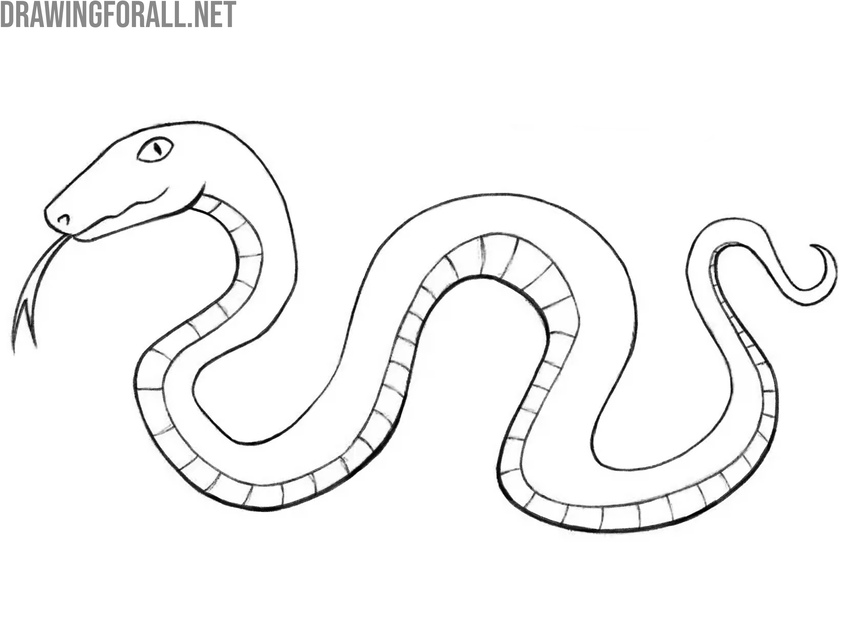 Trace the snake with bold lines