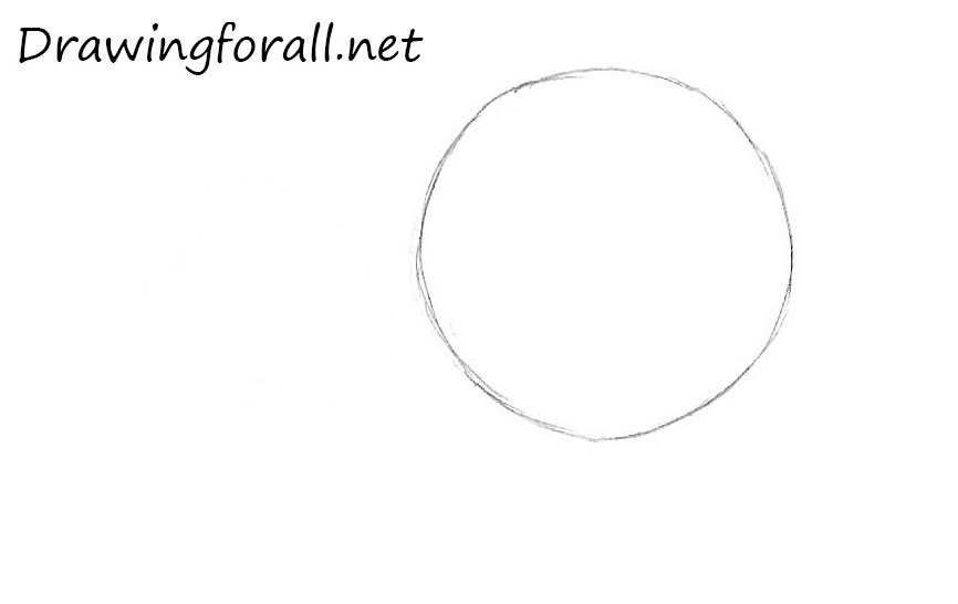 Outline the turtle’s body shape