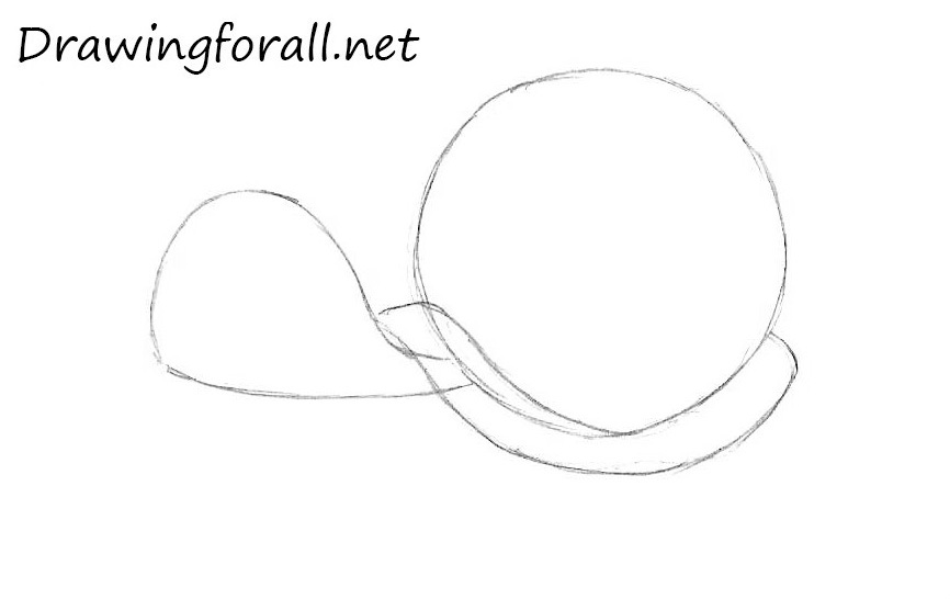 Sketch the animal’s shell lower edge