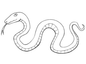 how to draw a cartoon snake featured image