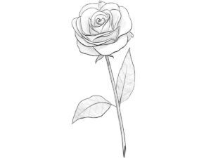 how to draw a rose featured image