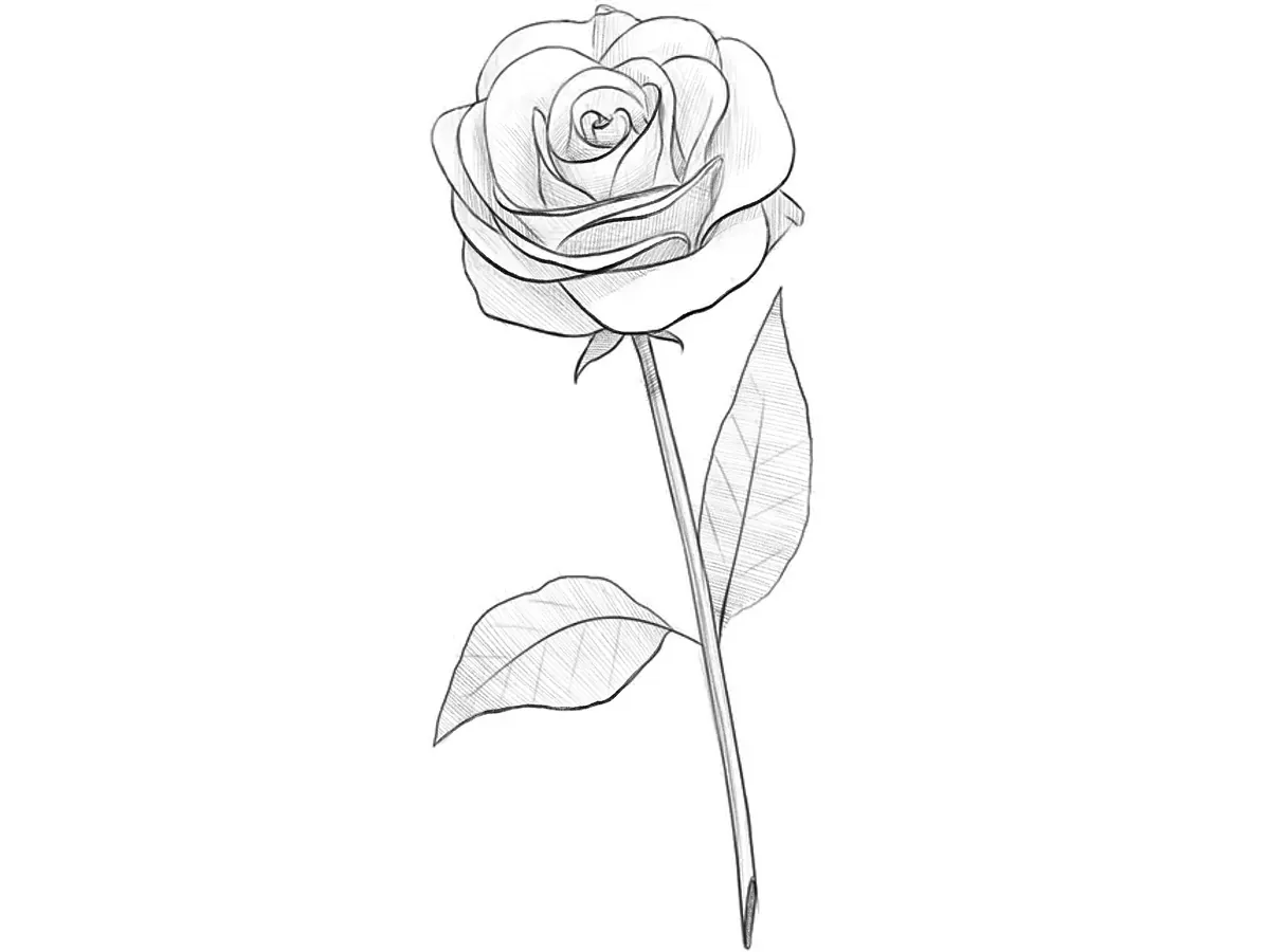 how to draw a rose featured image