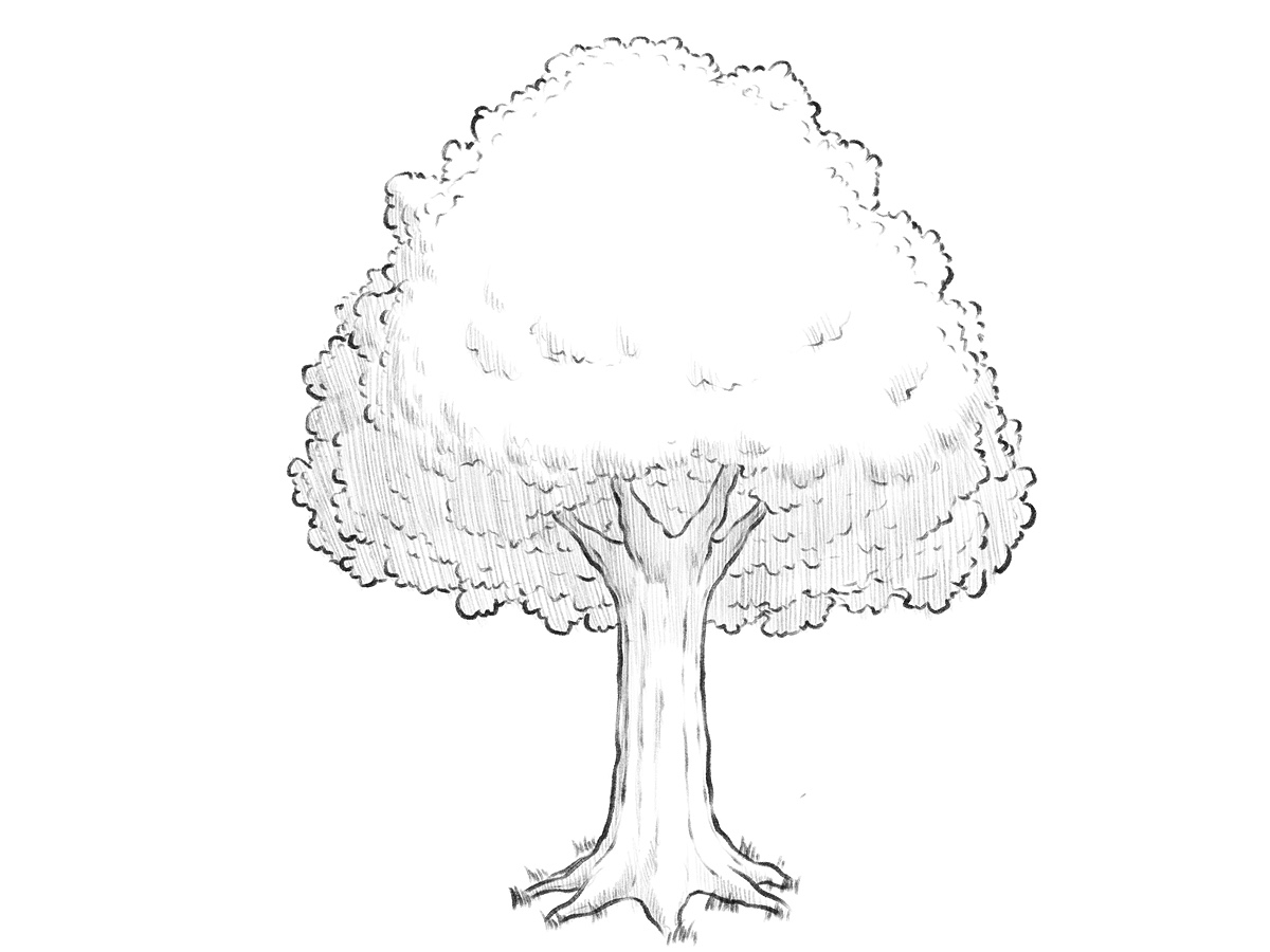 how to draw a tree featured image