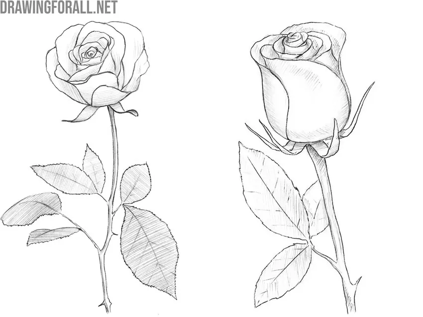 Rose drawing examples with open and closed buds
