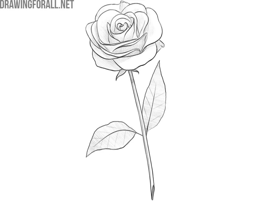 Refine the tones and finalize the rose