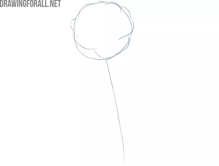 Draw the outer rose petals