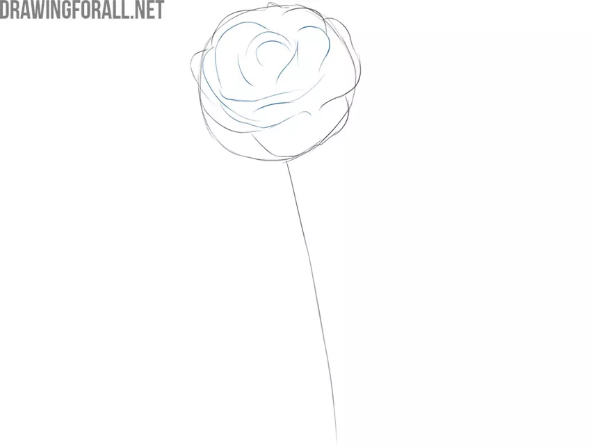 Draw the inner rose petals