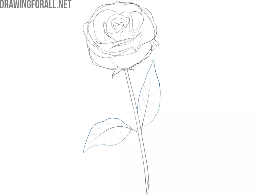 Draw the rose leaves and veins