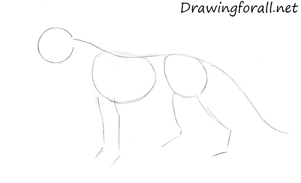 Sketch Shere Khan’s body framework