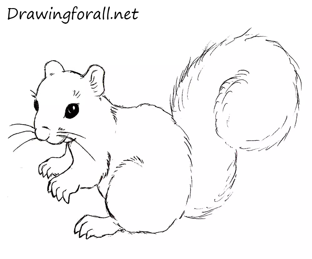 Squirrel drawing