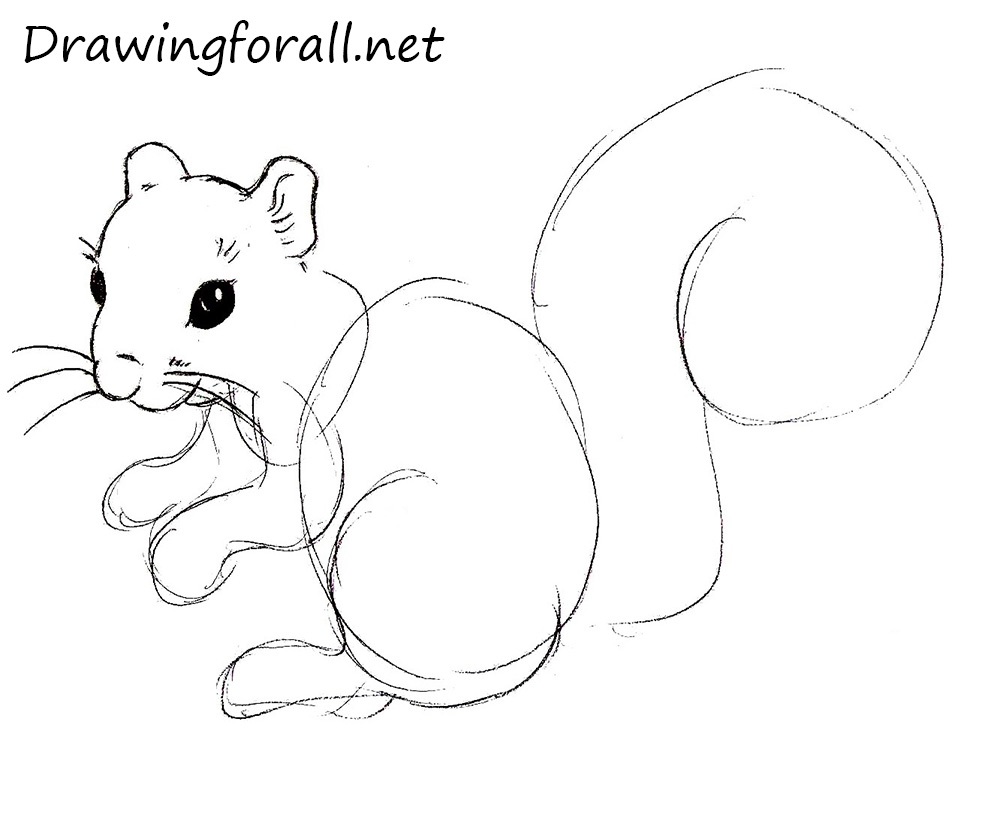 How to Draw a Squirrel with a pencil