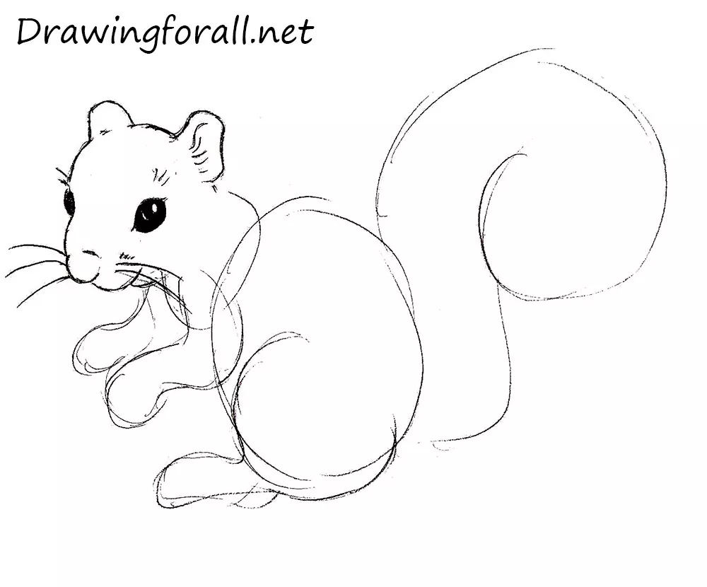How to Draw a Squirrel with a pencil