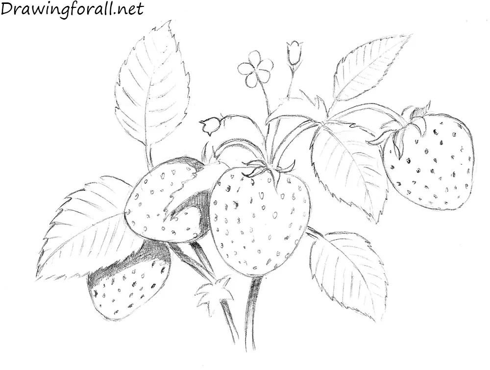 Strawberry plant Vectors & Illustrations for Free Download | Freepik
