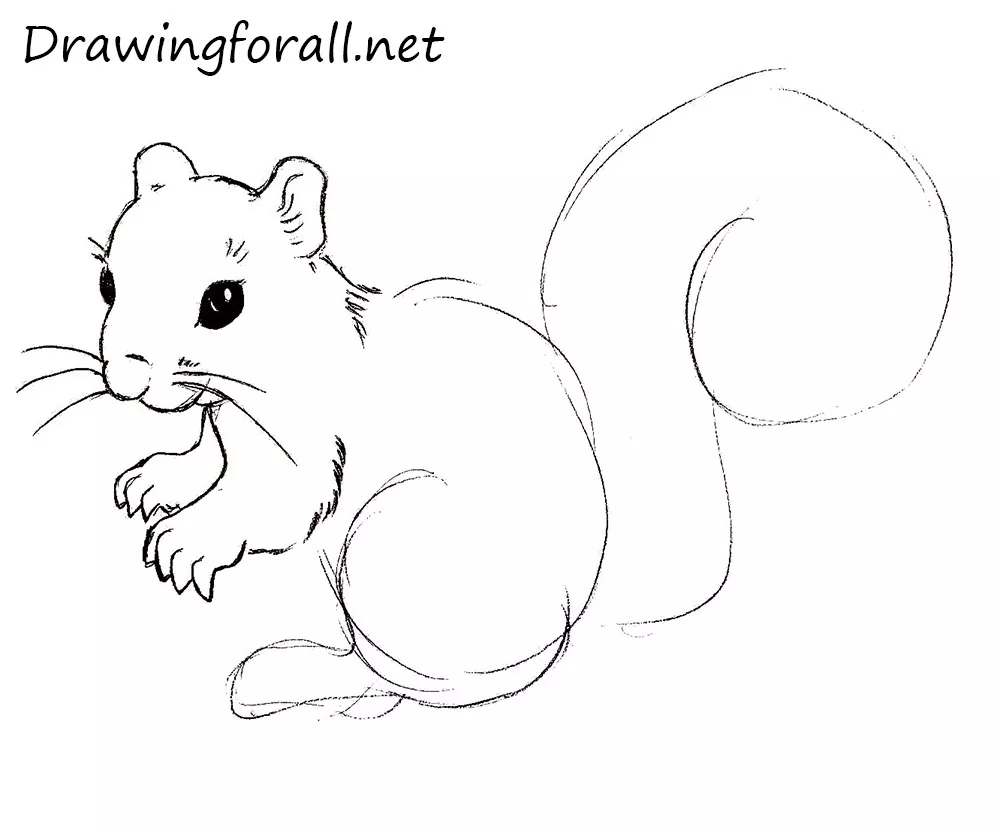 How to Draw a Squirrel for beginners