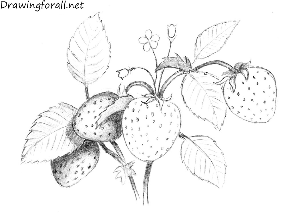 berry drawing