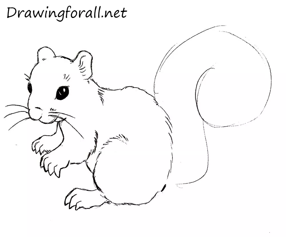 How to Draw a Squirrel