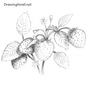 How to Draw a Strawberry