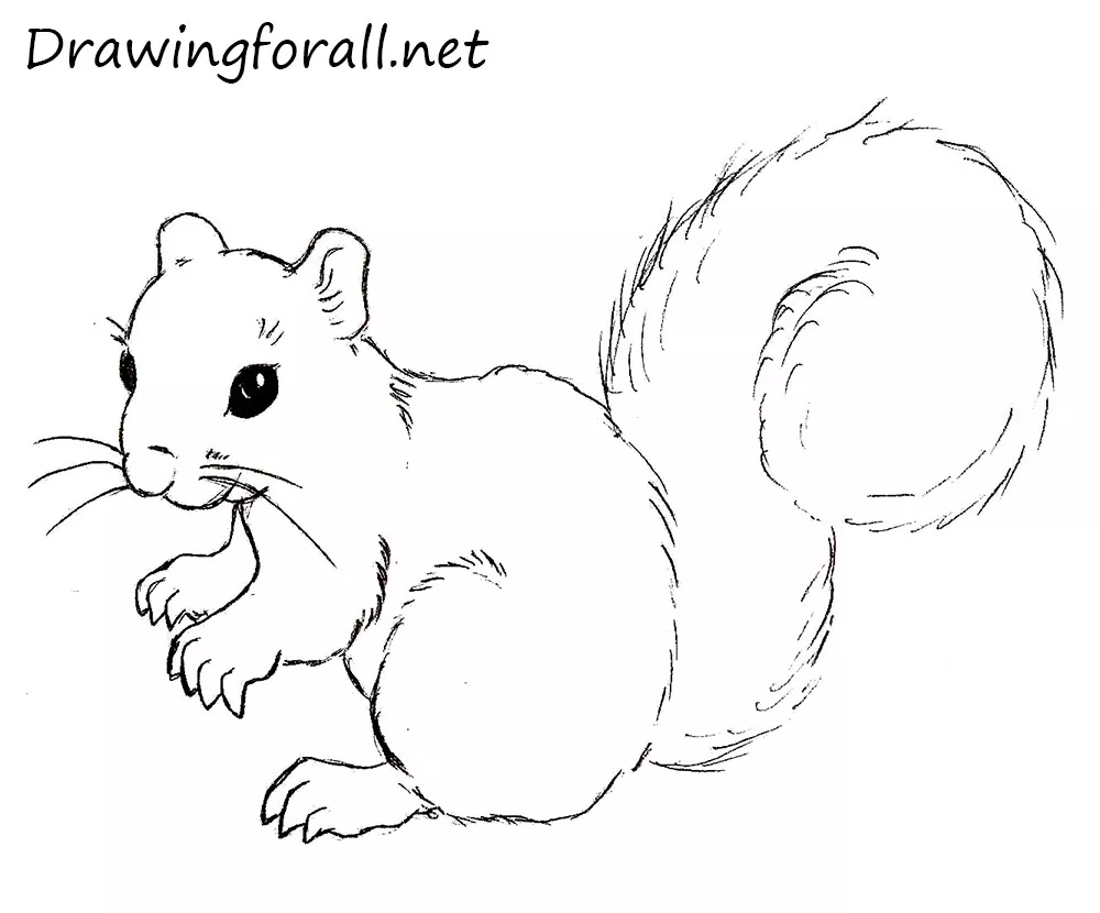 How to Draw a Squirrel