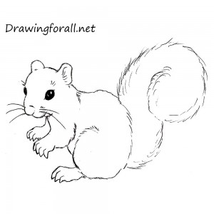 How to Draw a Squirrel