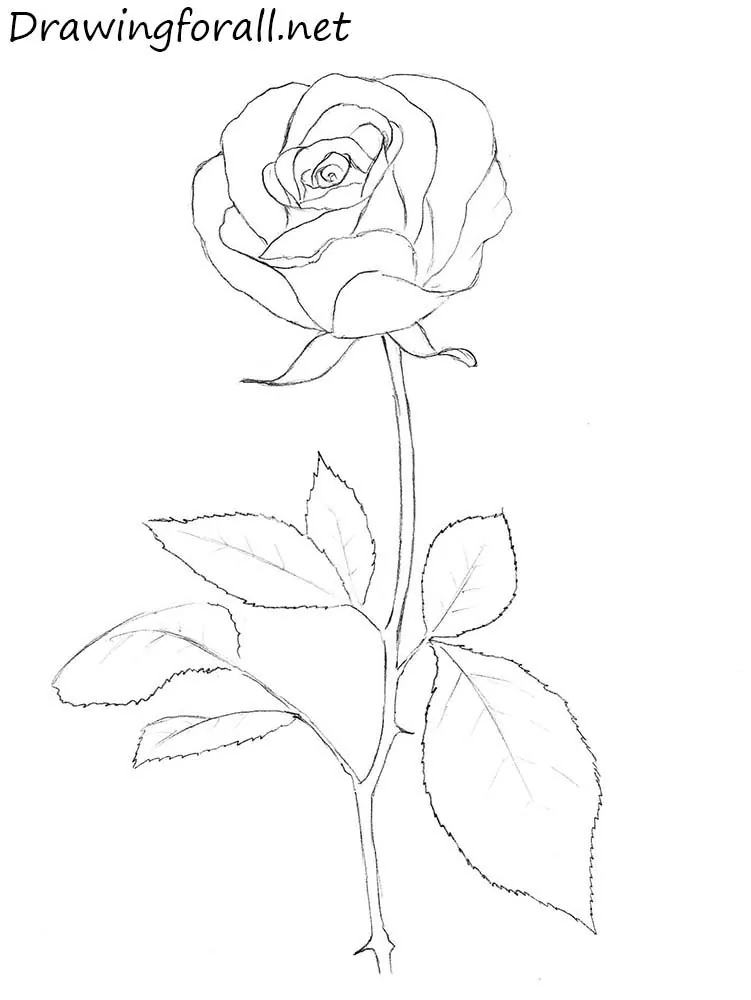 Rose Drawing - How To Draw A Rose Step By Step