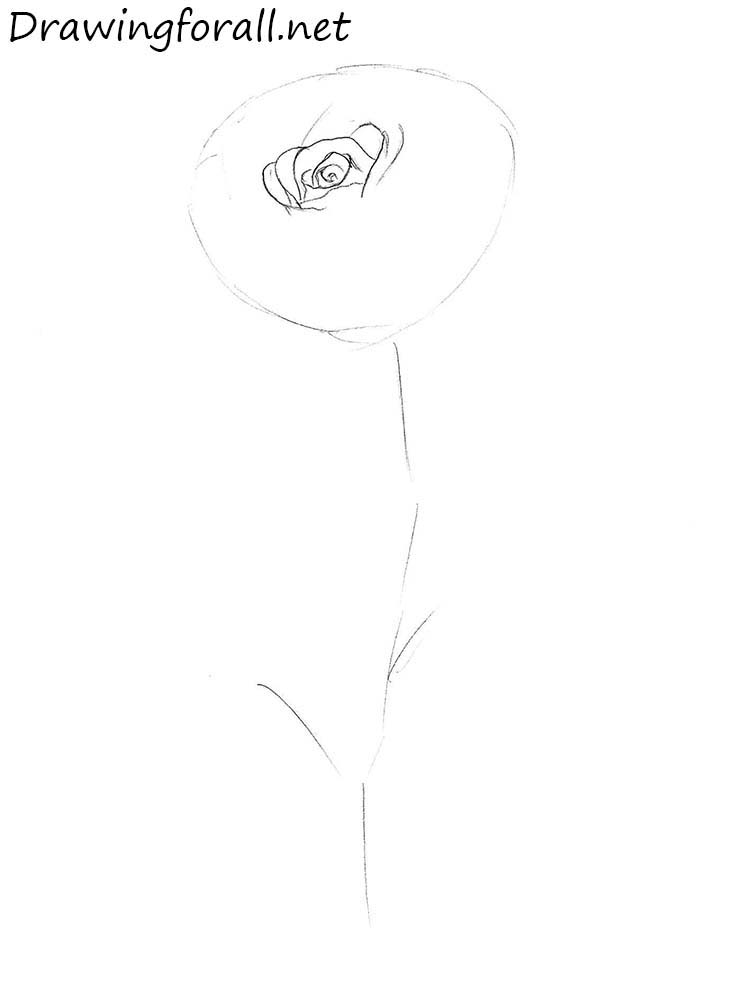 Drawing a Roses