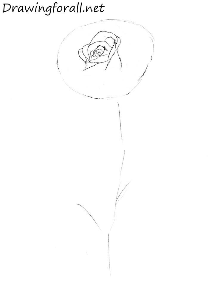 rose drawing step by step