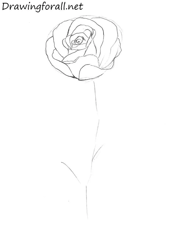 step by step rose drawing