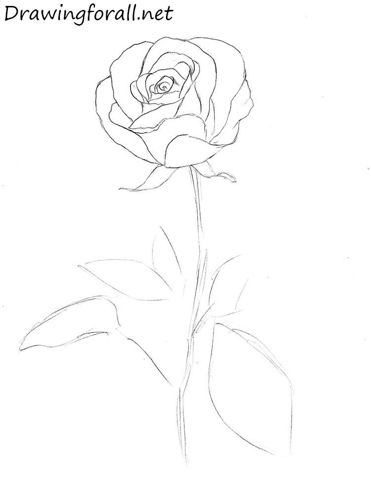 rose drawing tutorial