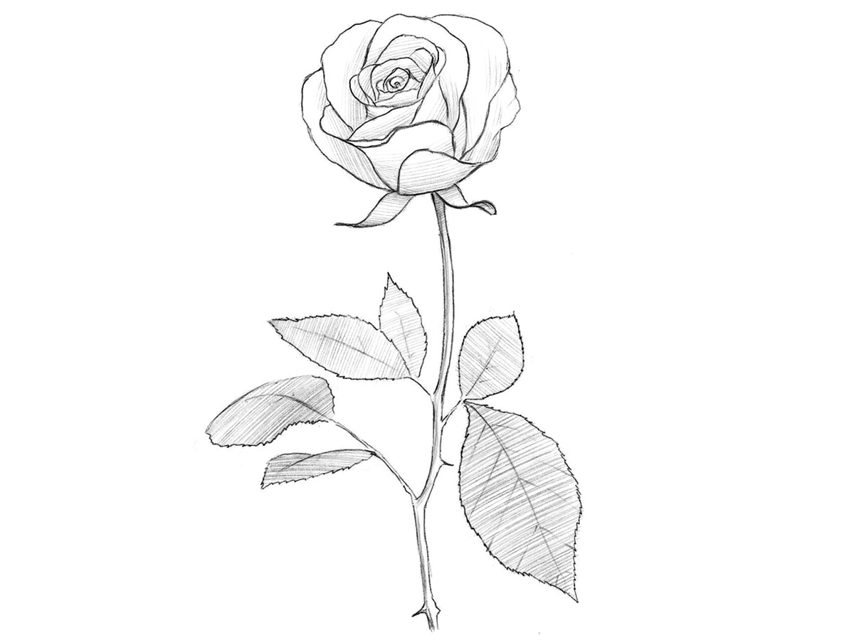 Finished open rose drawing with a fully blooming bud and detailed leaves.