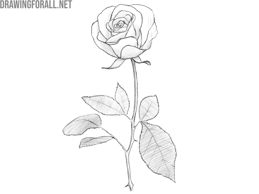 Add shading and finalize the open rose