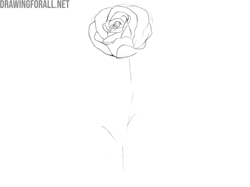 Draw the outermost petals of the open rose