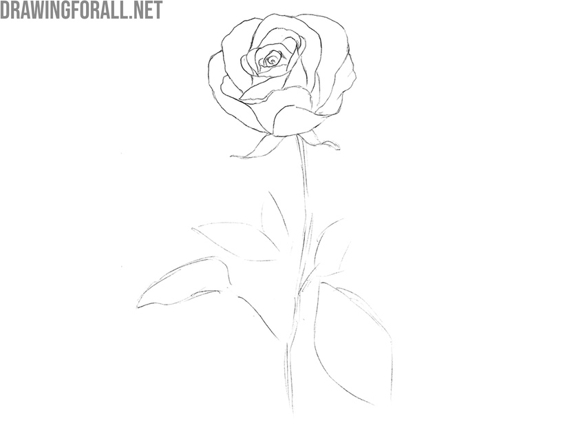 Sketch the sepals, stem, and leaves