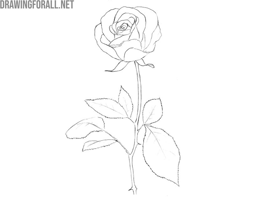 Refine the stem and leaf details
