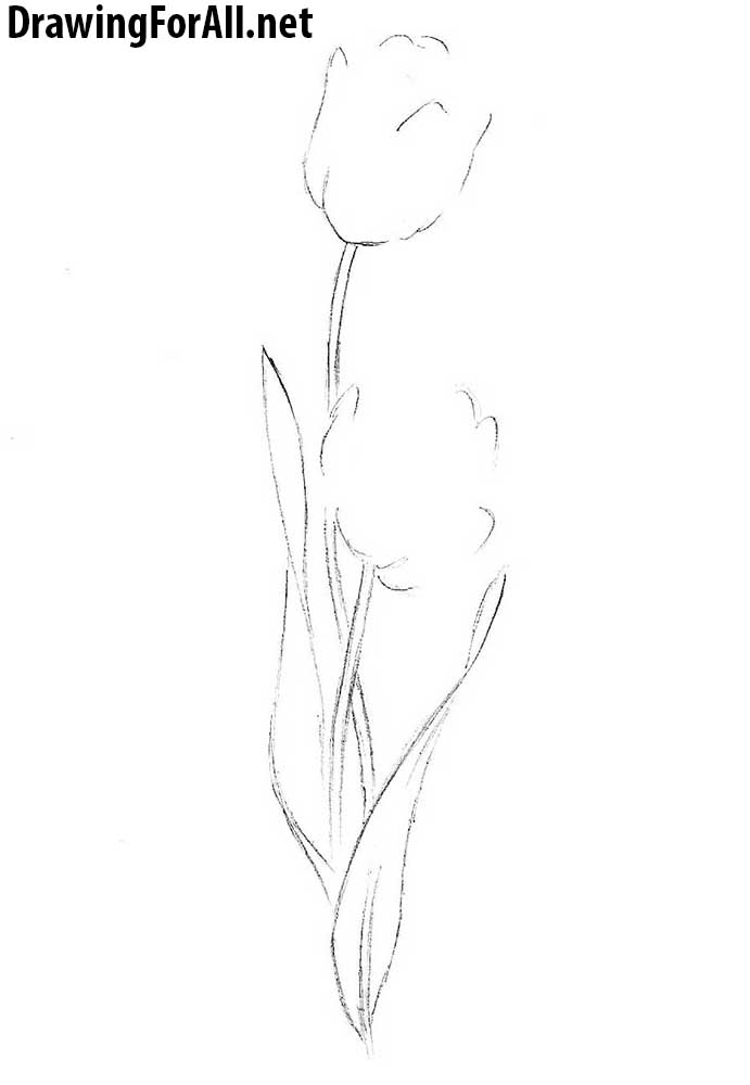 How to Draw a Tulip easy