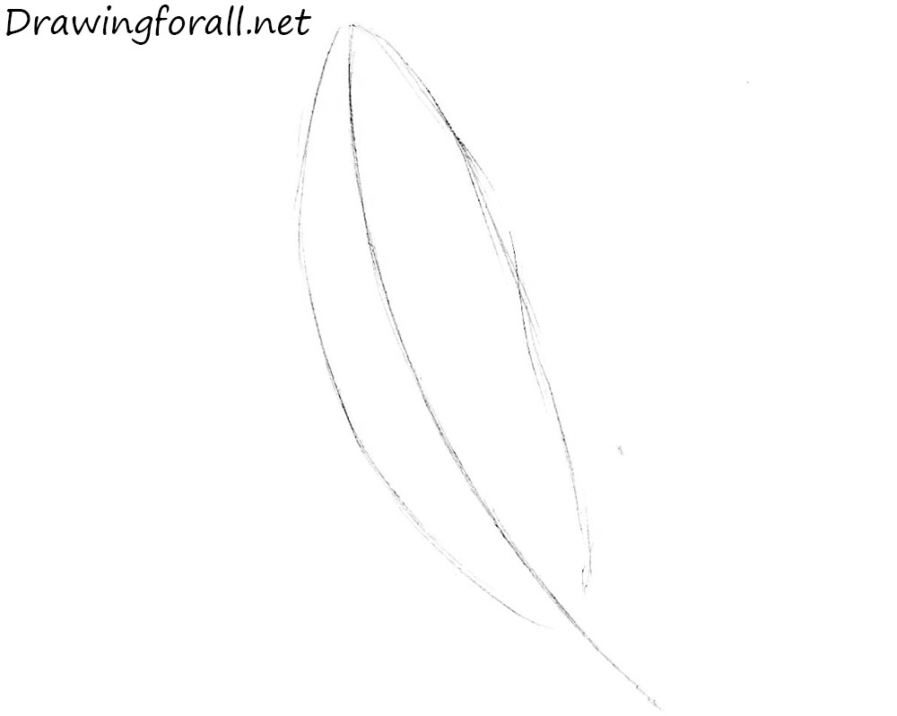 How to Draw a realistic  Feather