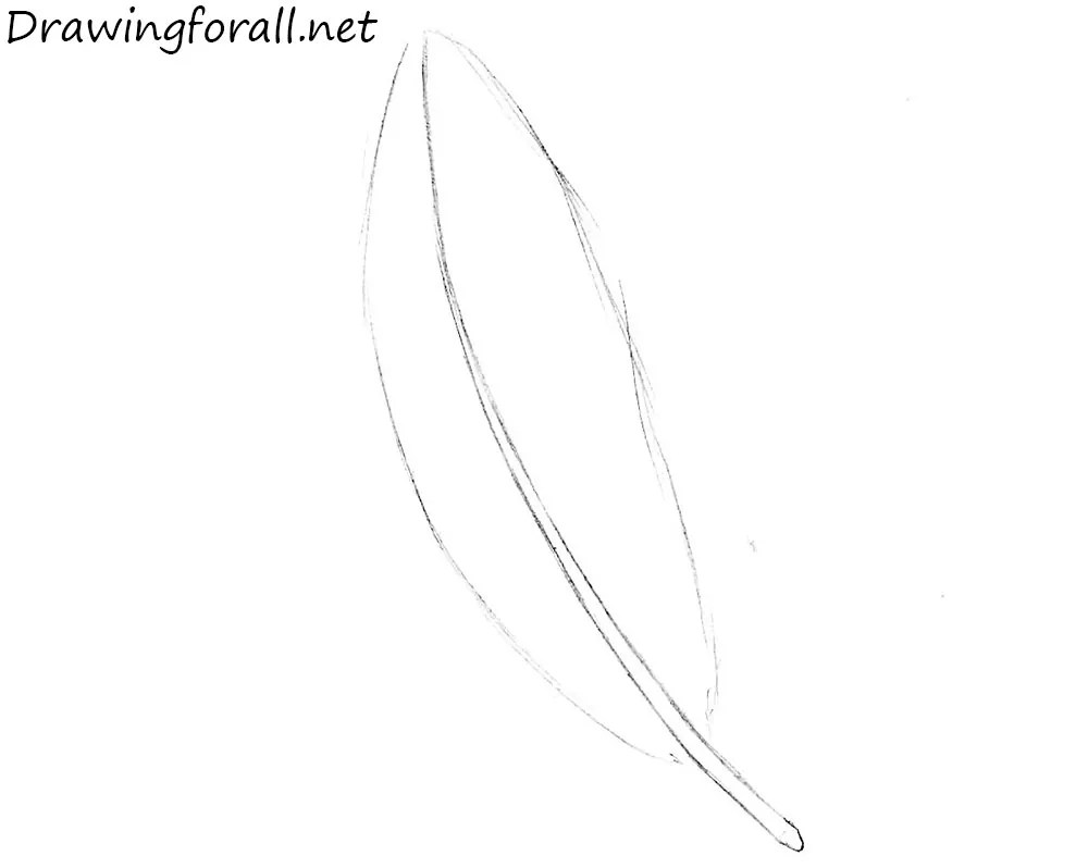 How to Draw a Feather step by step