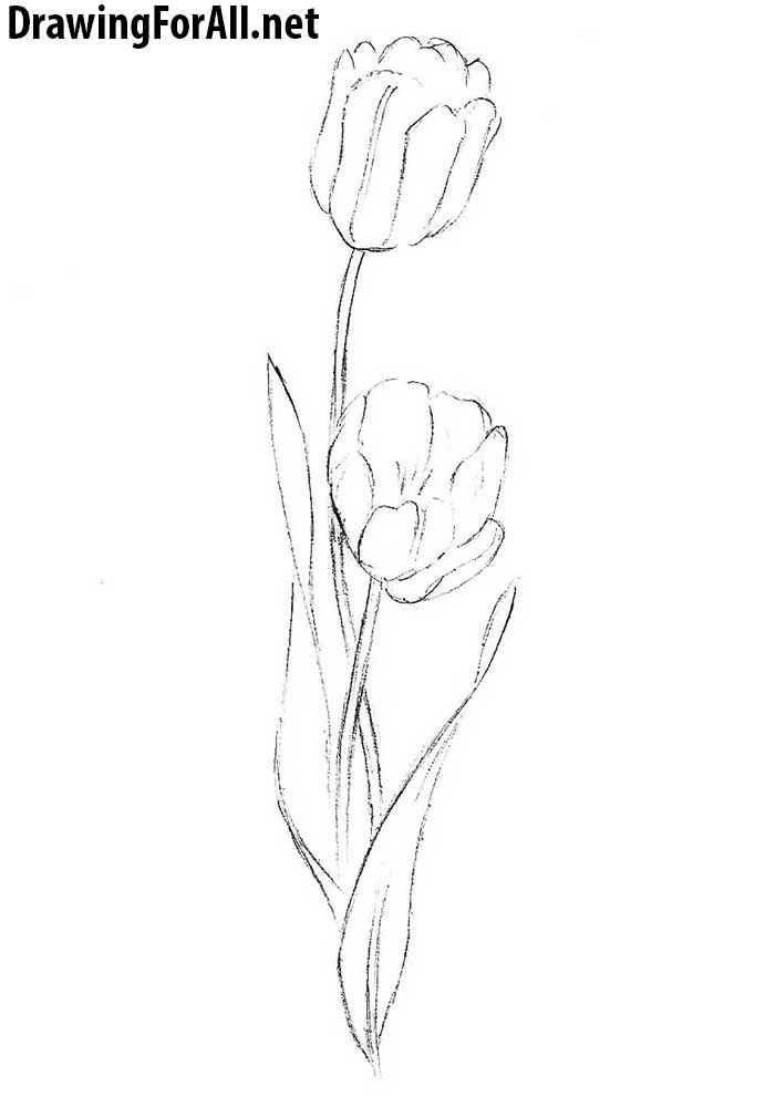 tulip drawing lesson