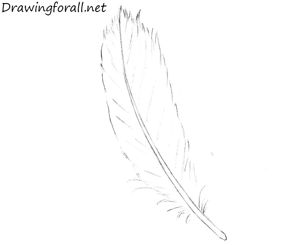 How to Draw a Feather with a pencil