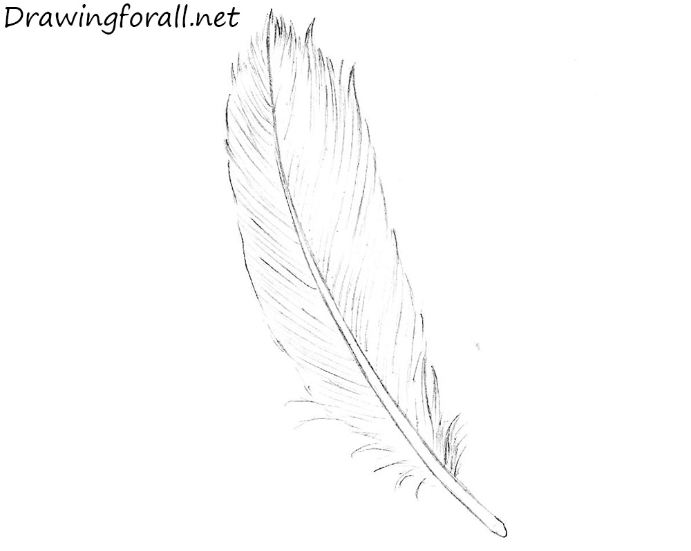 feather drawing