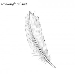 How to Draw a Feather