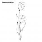 How to Draw a Tulip