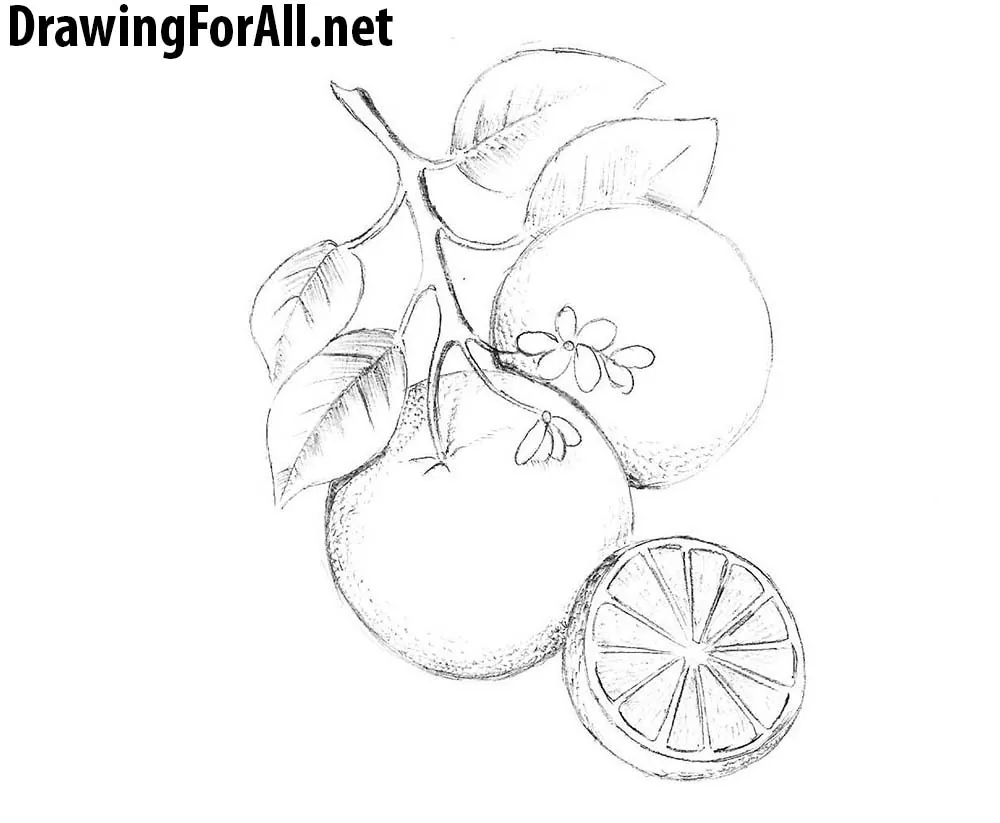 How to Draw an Orange