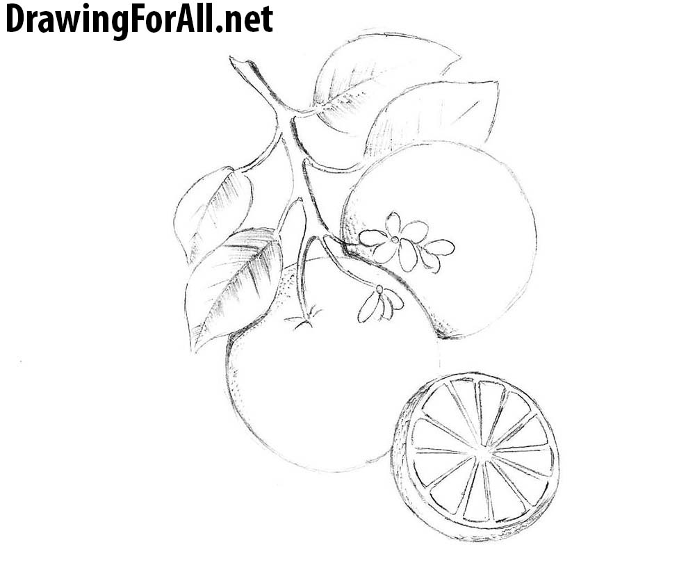 how to draw fruits