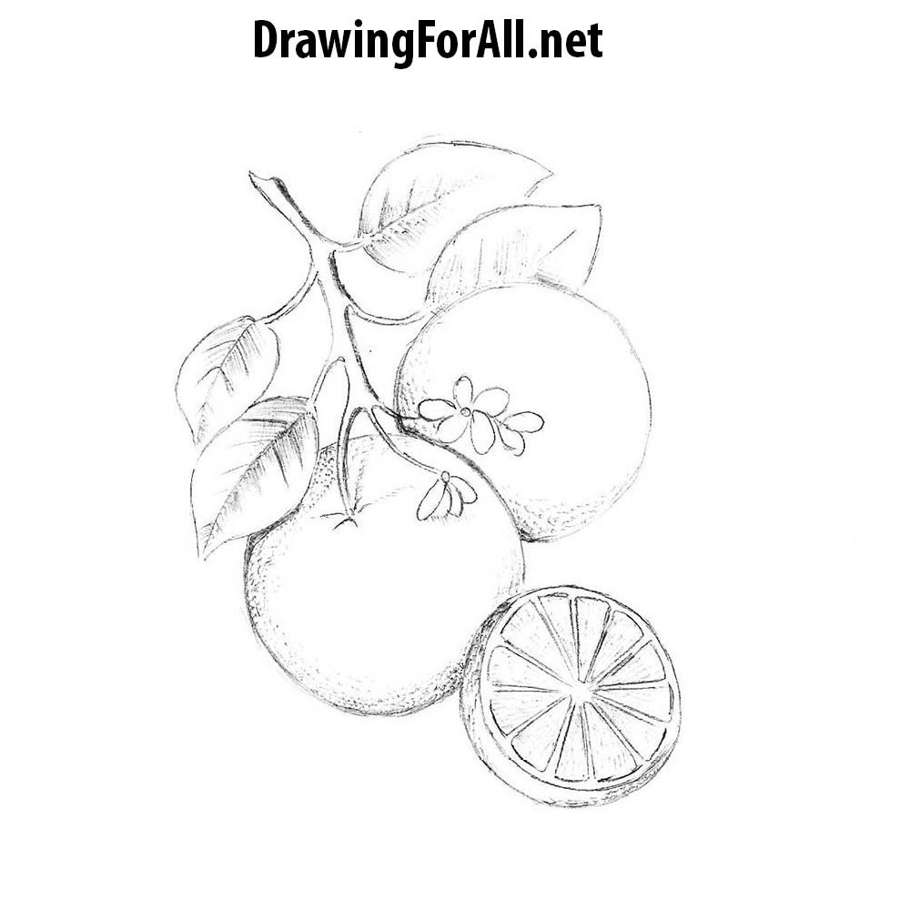 How to draw an Orange  YouTube  Fruits drawing Fruit sketch Fruit  painting