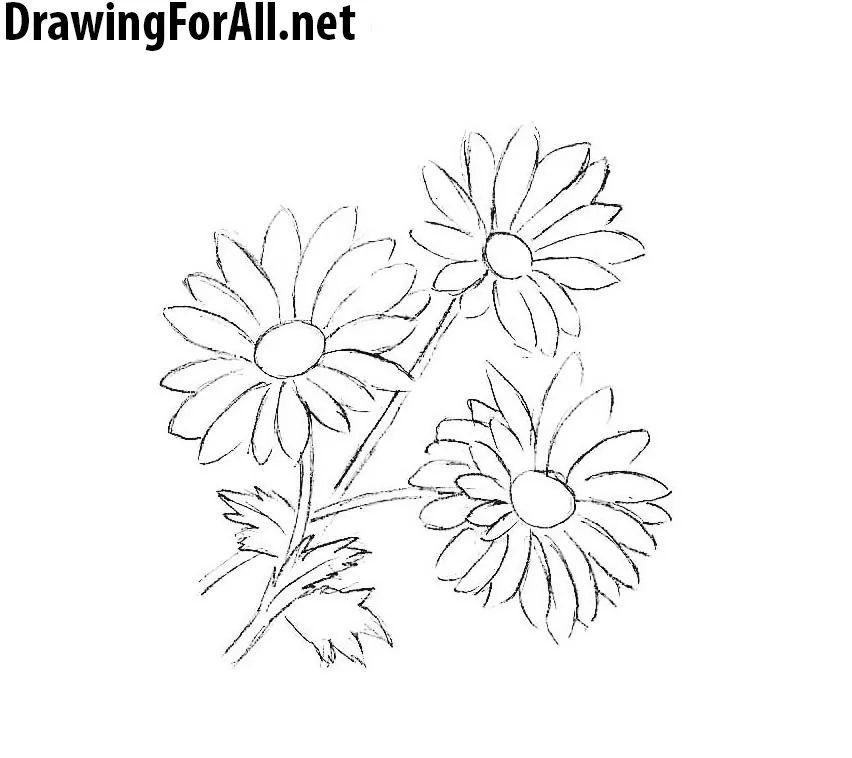 learn how to draw chamomile