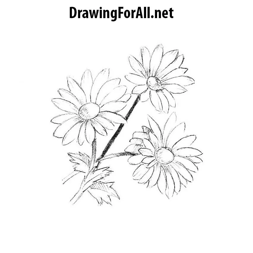 How to Draw Flowers