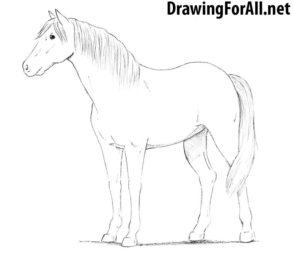 Amazon.com: Horse Pencil Drawing Art Print by Artist DJ Rogers: Posters &  Prints