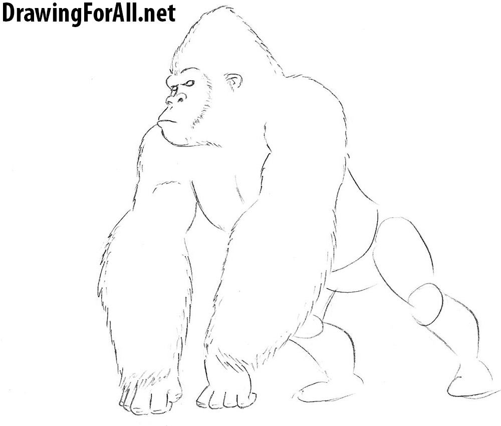 how to draw a gorilla