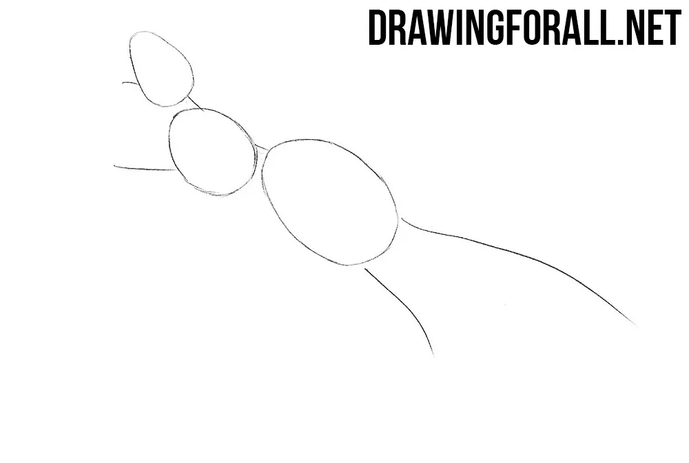 How to Draw a Squirrel step by step